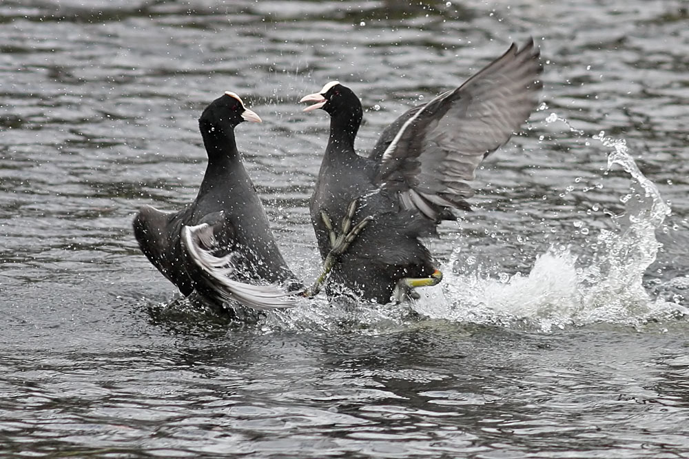 coots_0501115733.jpg