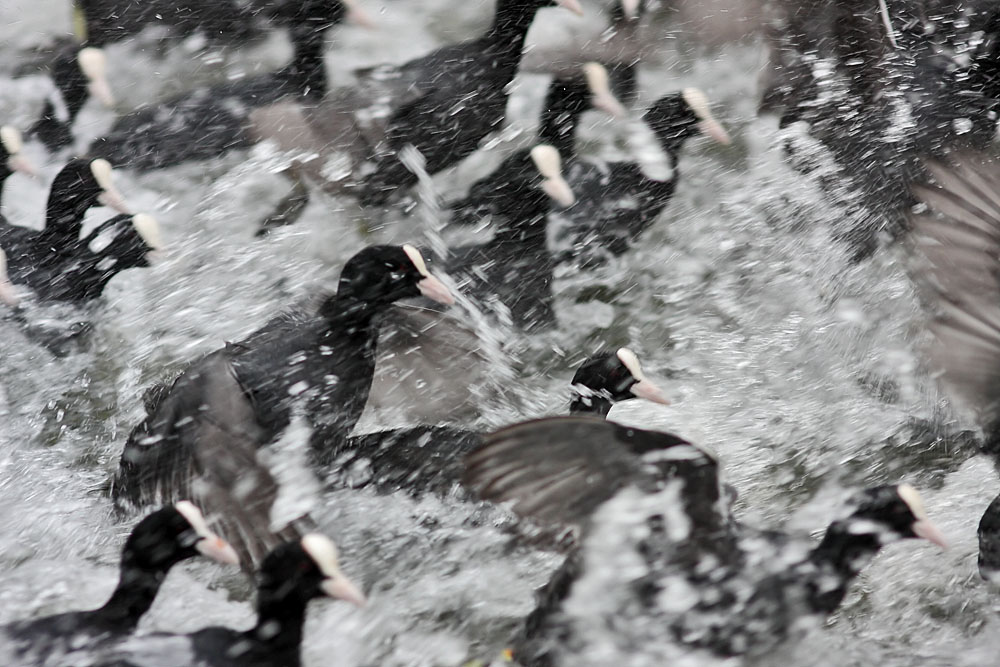 coots_1401117658.jpg