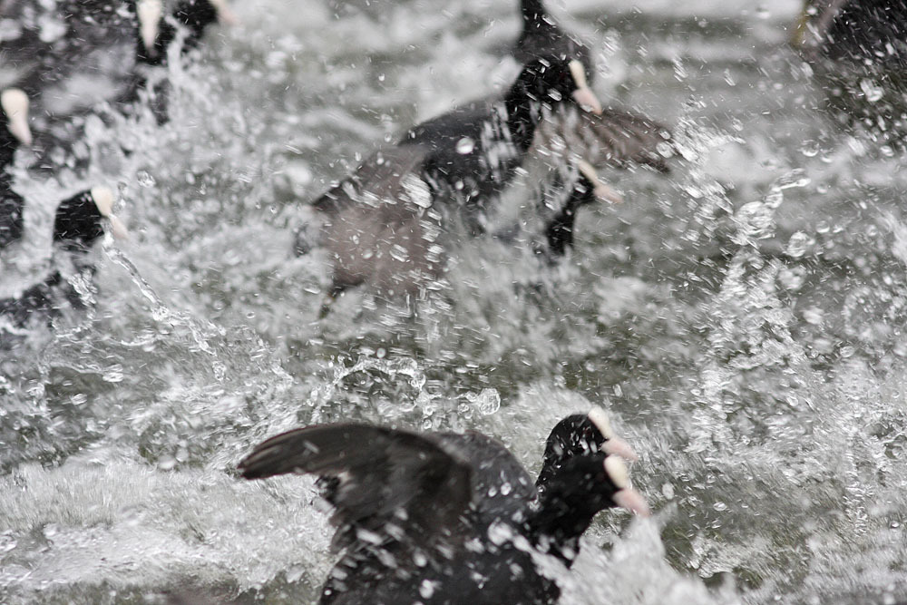 coots_1401117659.jpg