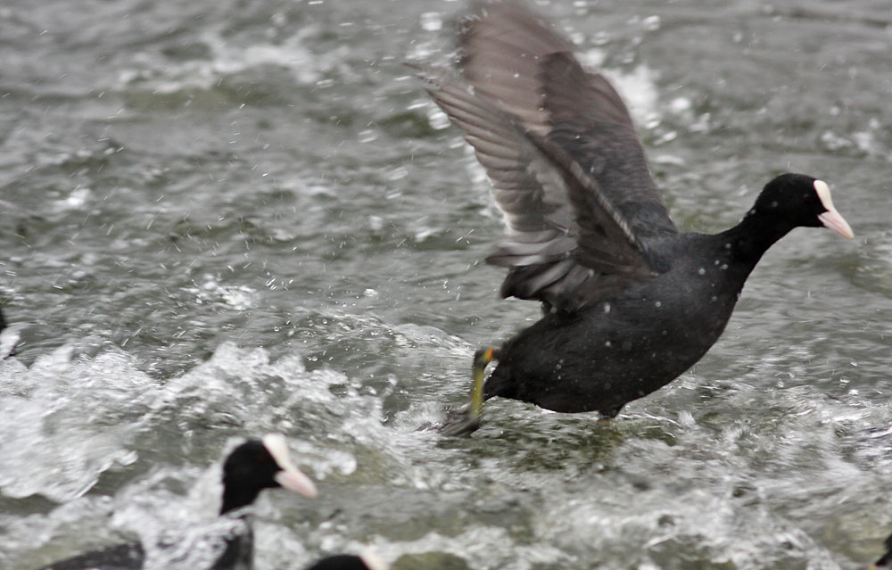 coots_1401117662.jpg