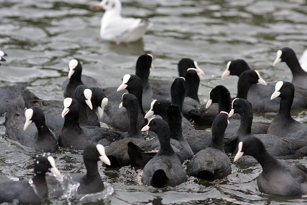 coots_1401117667.jpg