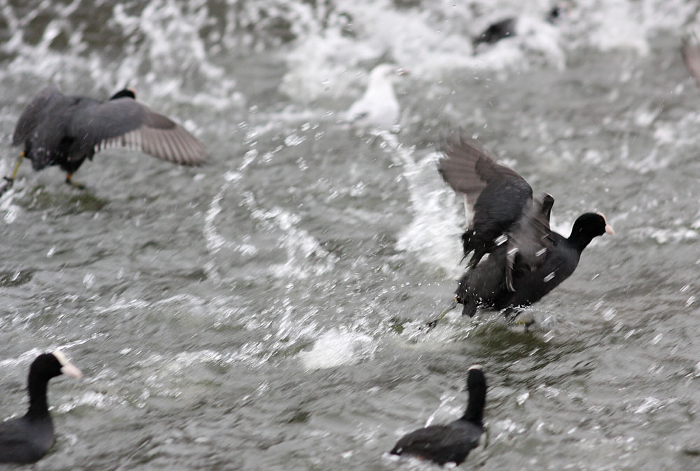 coots_1401117684.jpg