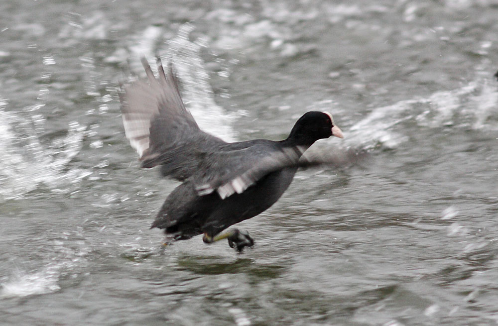 coots_1401117685.jpg