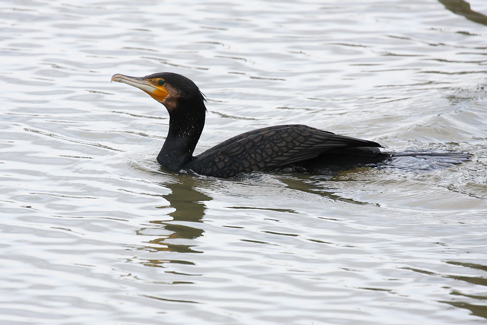 cormorants at Chichester Marina