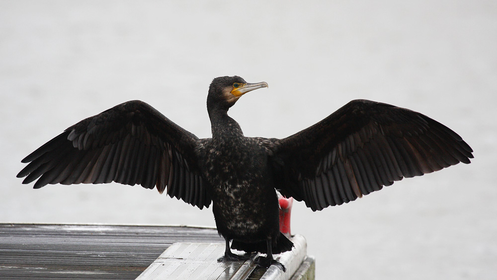 cormorants at Chichester Marina