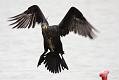 cormorant_2612096105