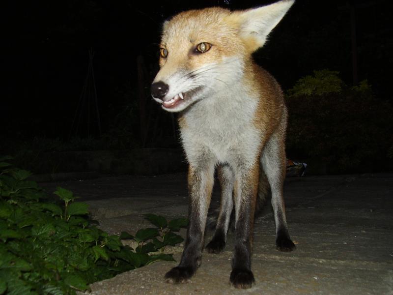 Crazy fox cub