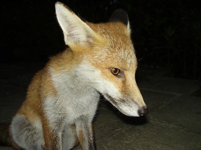 Fox cub portrait