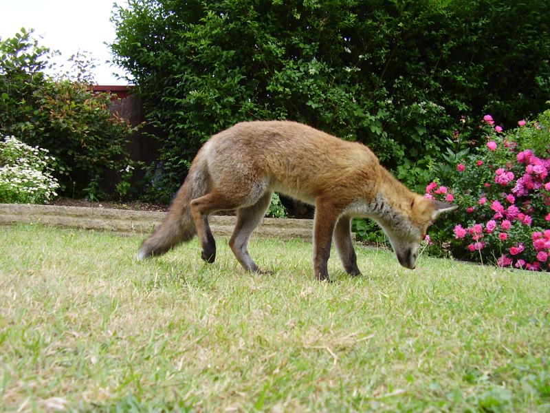 Fox Cub grubbing 2