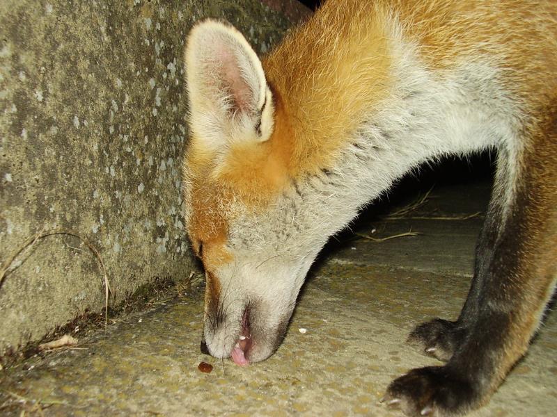 Fox cub eats 2