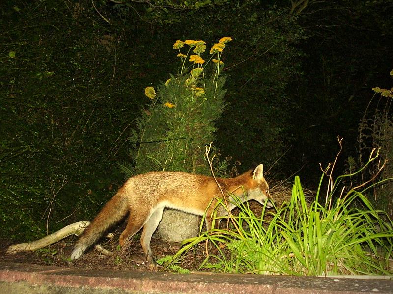 Fox cub by pond