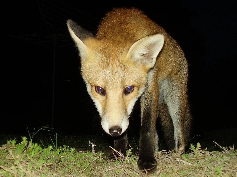 Fox cub poised