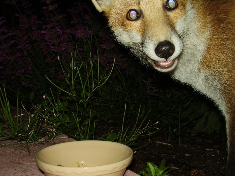 Crazy fox cub 2
