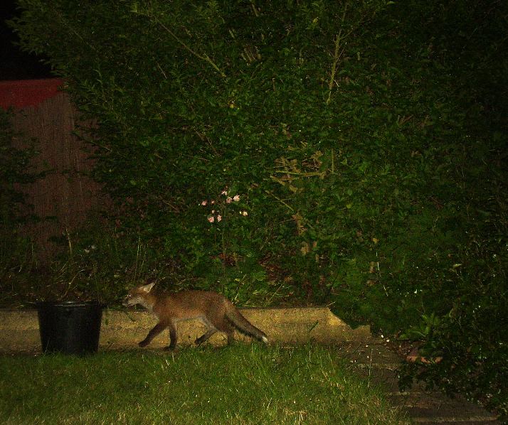 cub and bucket