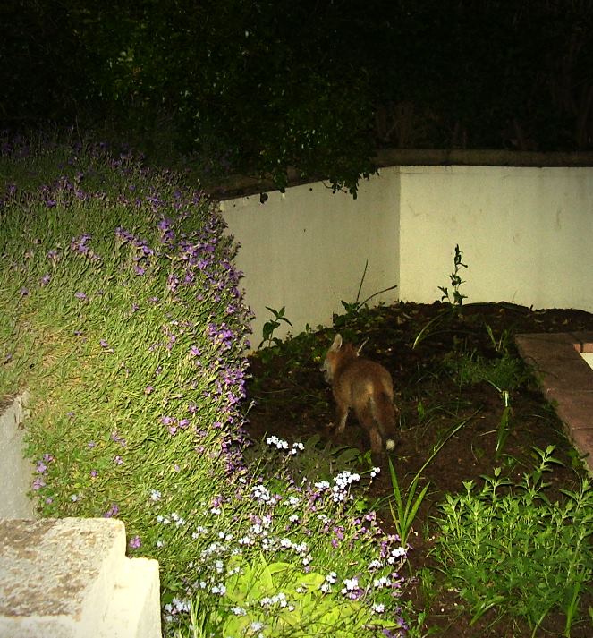 Cub escaping with prey