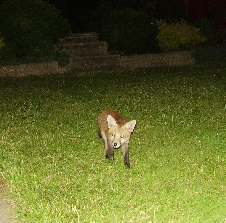 curious cub