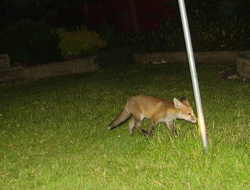 cub exploring