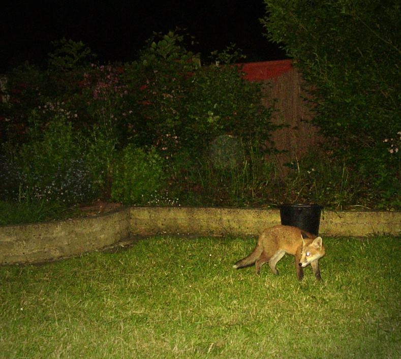 cub standing