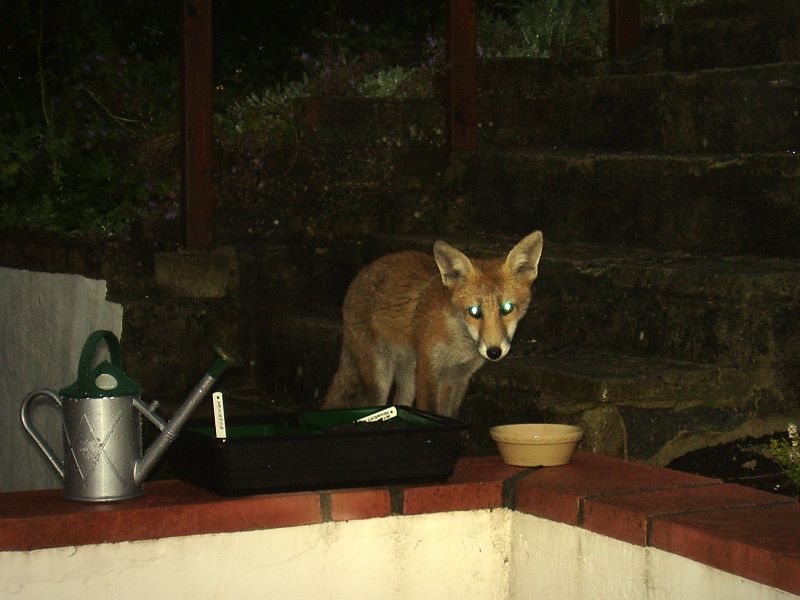 Fox cub