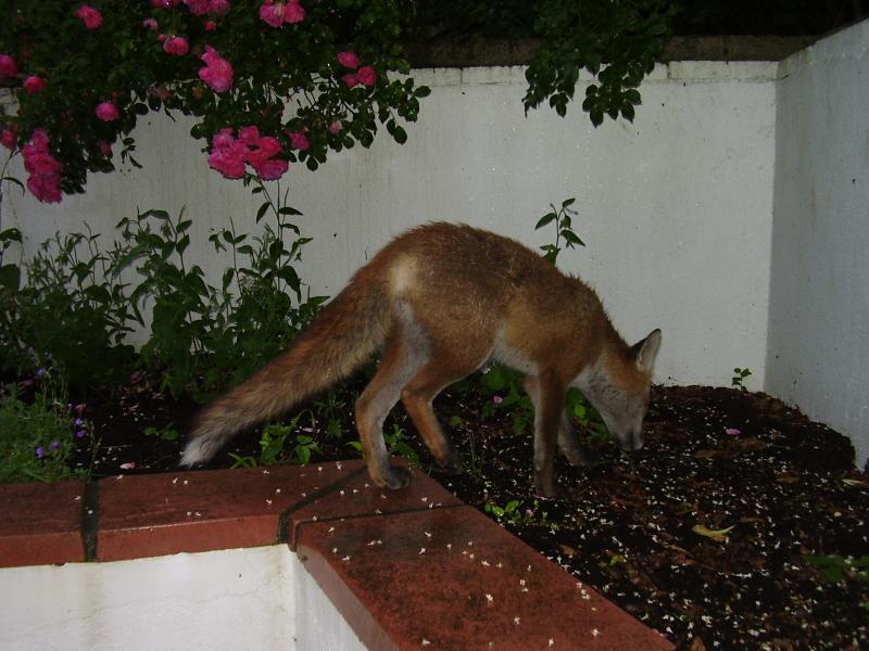 Fox cub exits