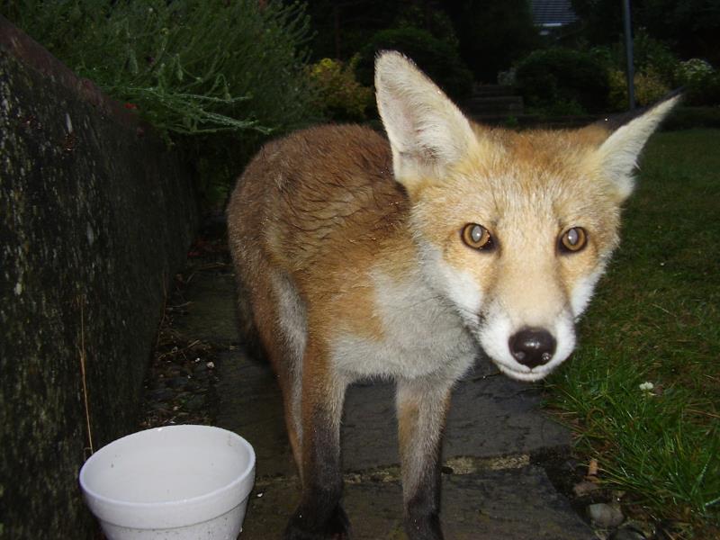 Fox cub hello