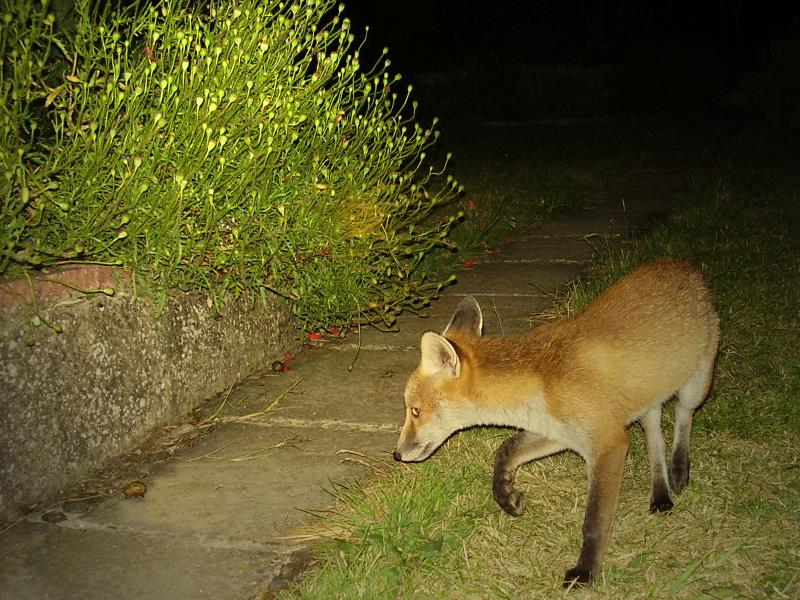 Dancing fox cub