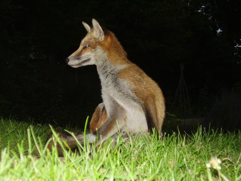 Fox cub portrait 1
