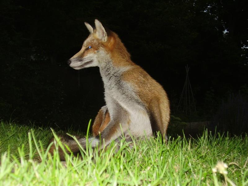 Fox cub portrait 1