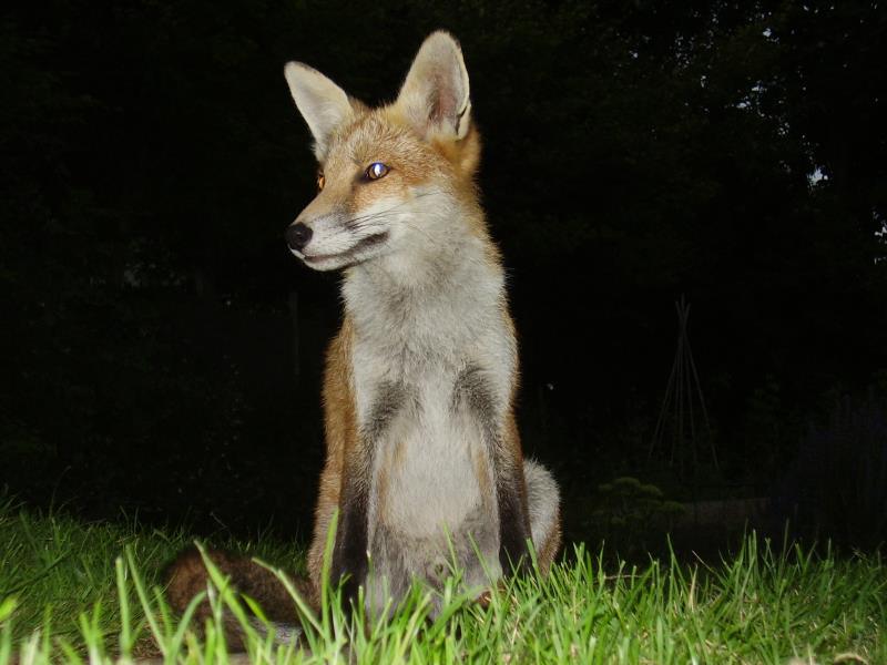 Fox cub portrait 3