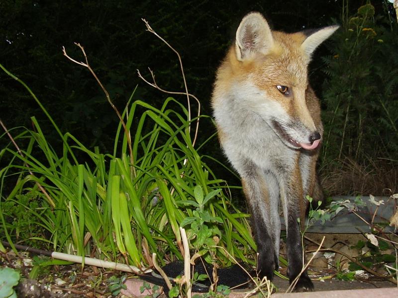 Fox cub portrait 4