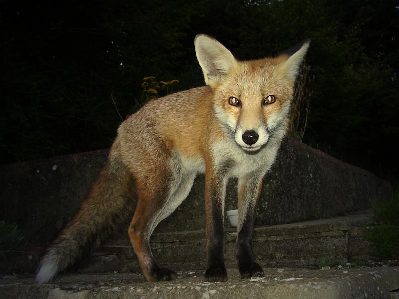 Fox cub portrait 5