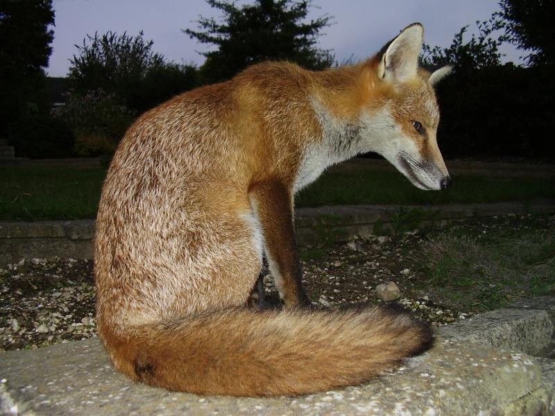 Fox cub sitting 3