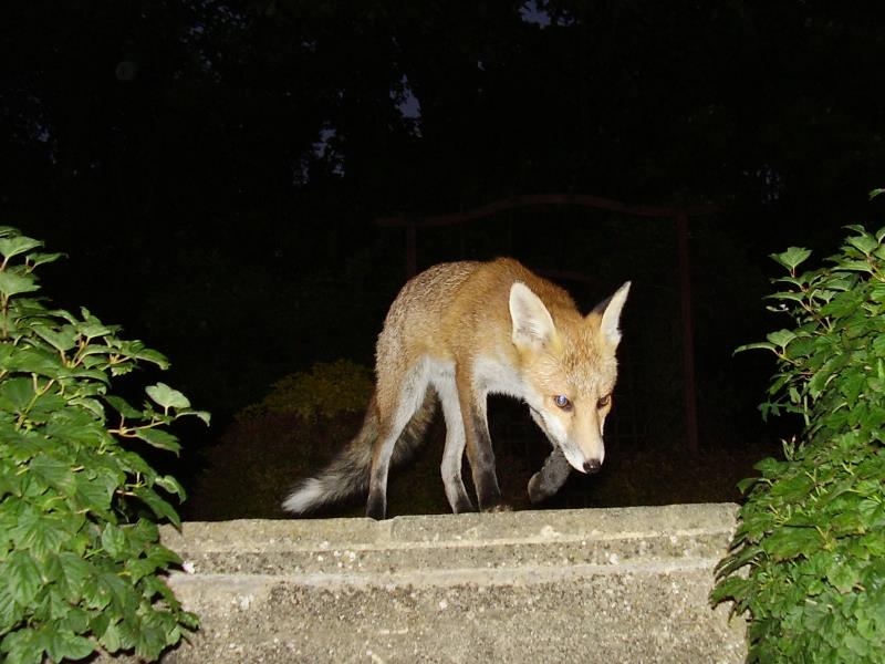 Fox cub