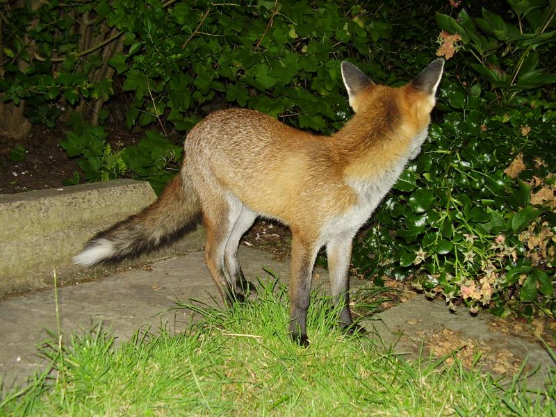 Fox cub look away