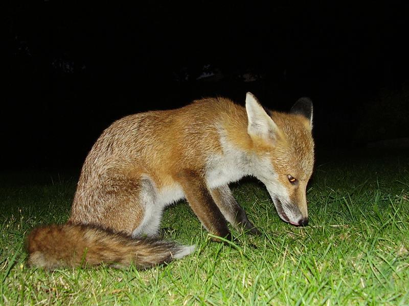 Fox cub portrait 7