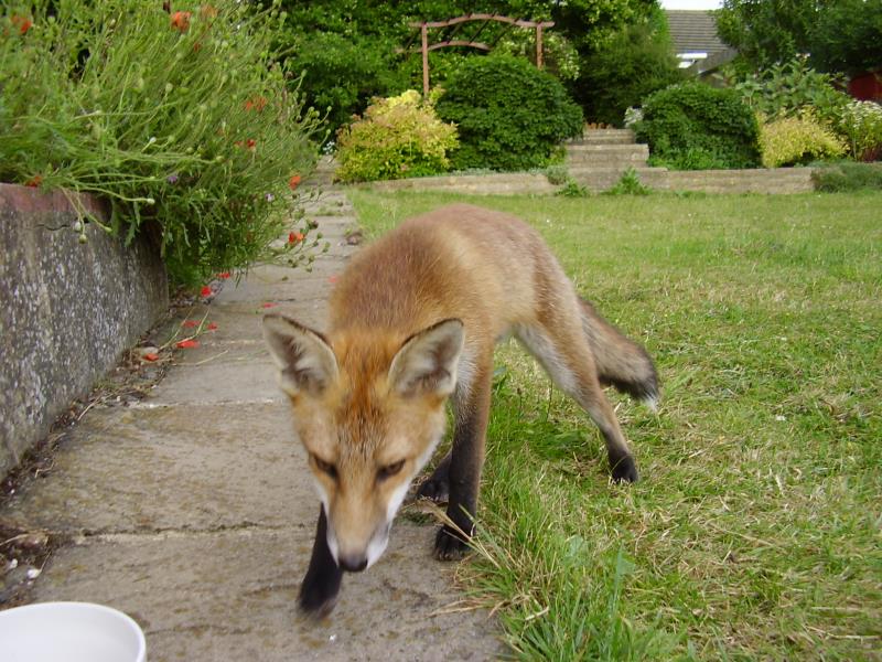 Fox cub