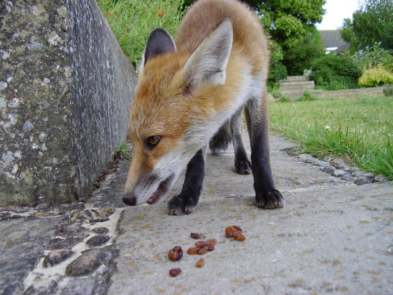 Fox cub 2