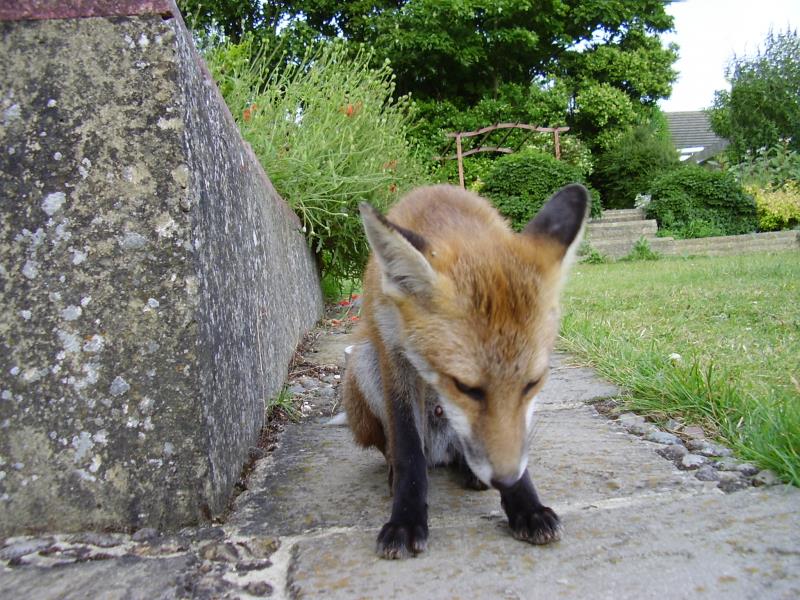 Fox cub 3