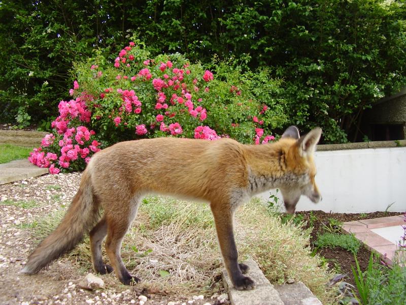 Fox cub and roses
