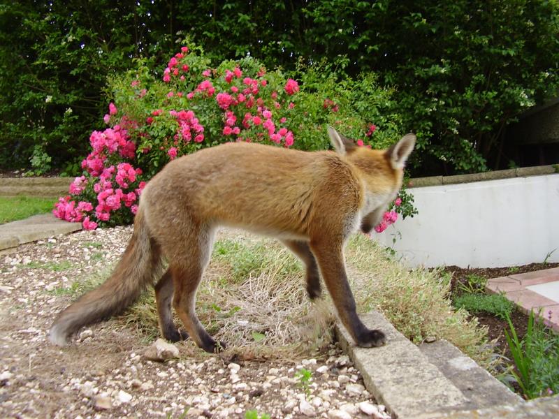 Fox cub and roses 2