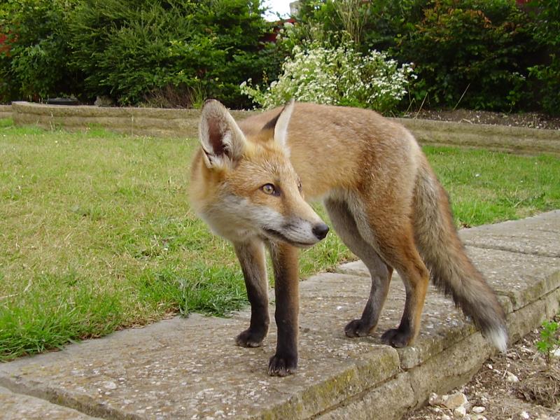 Fox cub standing