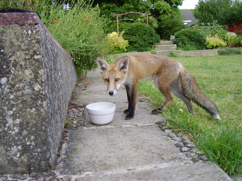 Fox cub and bowl