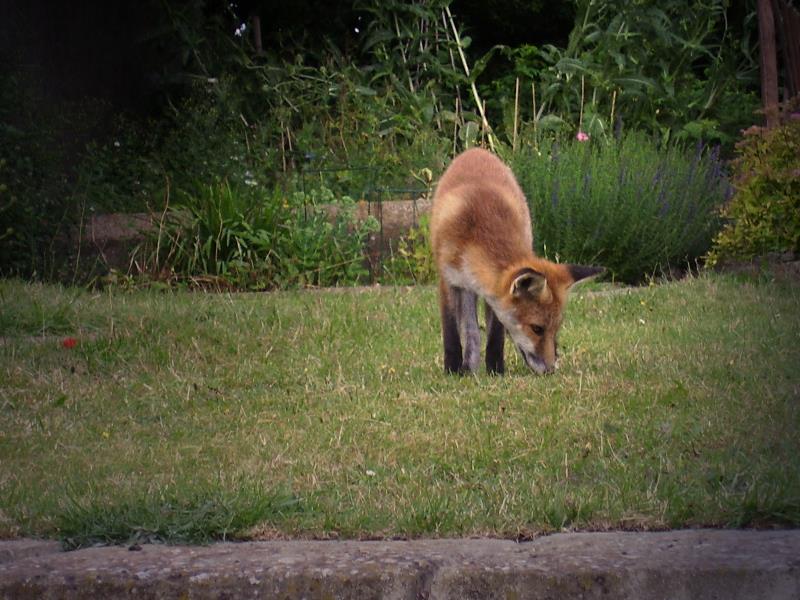 Fox cub grubbing