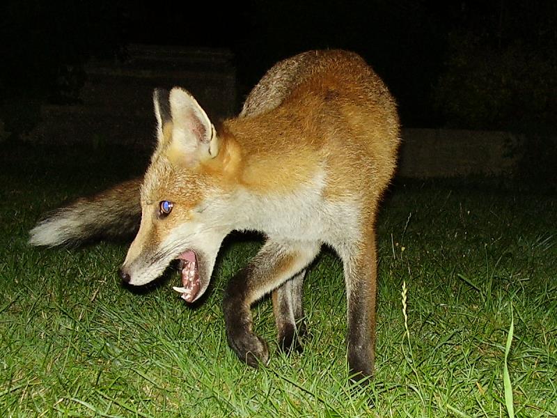 Fox cub dance