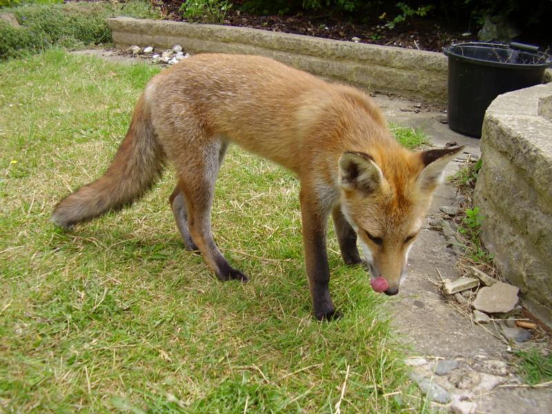 Fox cub standing