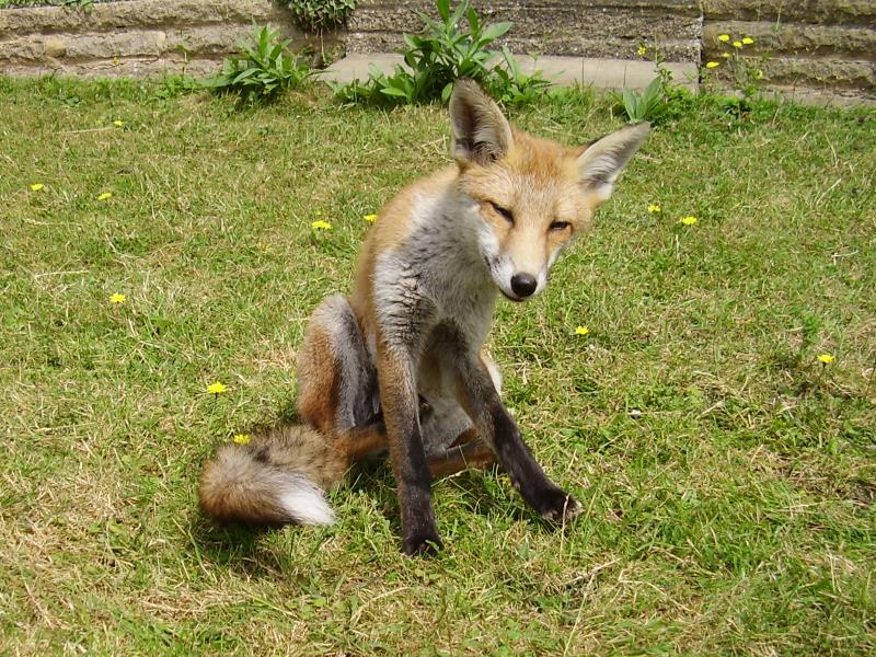 Fox cub scratching