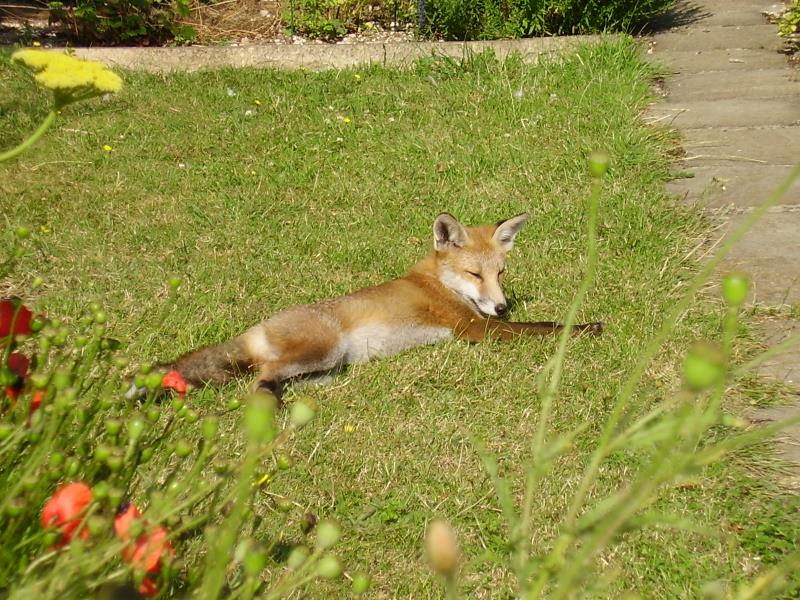 Cub resting