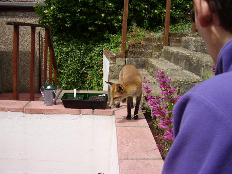 Fox cub on wall