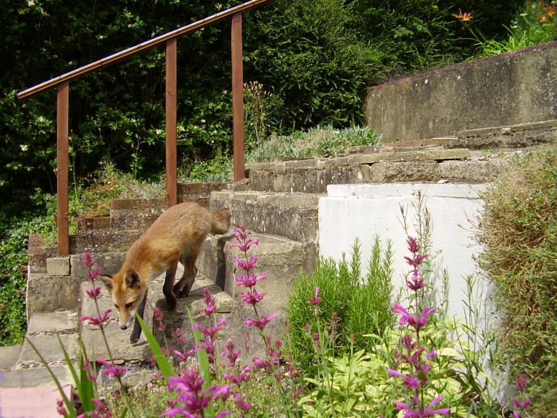 Fox cub on steps