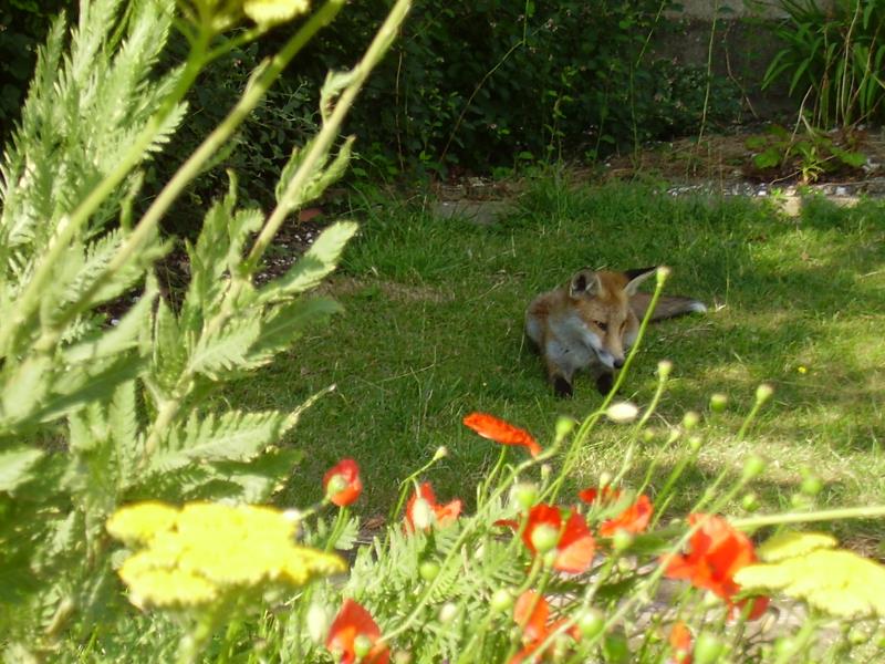 Fox cub resting